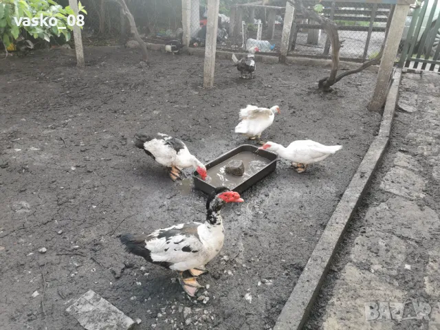 Неми патици, снимка 2 - Патици и гъски - 50267193