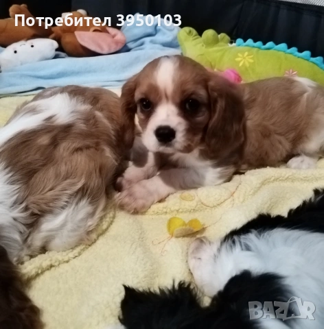 Кавалер Кинг Чарлз шпаньол момиченца , снимка 5 - Кавалер кинг чарлз шпаньол - 53429949