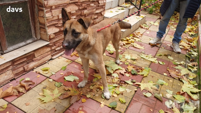 Страхотен Шарено-Очко търси Дом, снимка 8 - Други - 52578048