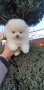 Померан померанче, снимка 4