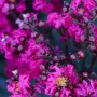 Индийски люляк Lagerstroemia indica Black Diamond Crimson red, снимка 8
