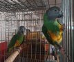 Сенегалски папагали чифт , снимка 4