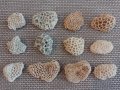 уникални корали от Индийския океан 
