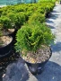 Кълбовидна туя "Даника "/Thuja occidentalis "Danica", снимка 3