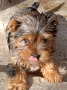 йоркширски териер , снимка 5