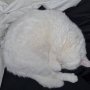  Шотландец  снежно бял котарак за разплод , снимка 5