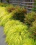  Хаконехлоа, Японска плачеща трева, Hakonechloa macra ALL GOLD, снимка 3