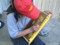 Пчелни майки, отводки и кошери по програмите 2024 ( - 10% ), снимка 1 - За пчели - 43931137