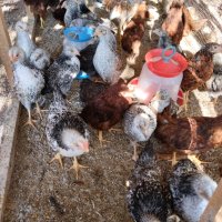 Сребърни и червени катунски пилета, снимка 7 - Кокошки и пуйки - 41455038
