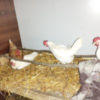 Кокошки бял легхорн, снимка 2 - Кокошки и пуйки - 43389707