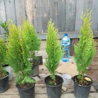 Мини туя Ауреа Нана Thuja Aurea Nana - Златна, снимка 10 - Разсади - 43363251