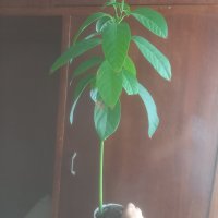 Био едро авокадо, снимка 4 - Стайни растения - 39834182