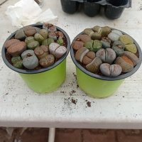 Lithops/живи камъчета/, снимка 5 - Стайни растения - 39521079