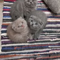 Шотландски клепоухи котенца на 2 месеца, снимка 1 - Британска късокосместа - 39100170