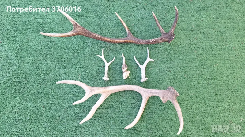 Рога-еленски и от сръндак, снимка 1