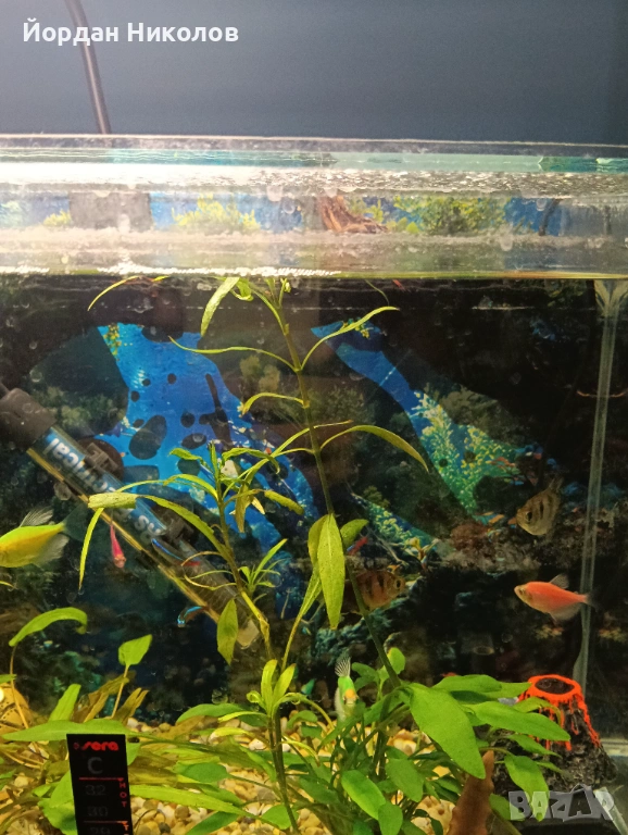 Рибки тернеции 6 броя, снимка 1