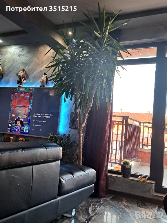 Юка .Бенджамин ,Финикови палми, снимка 1