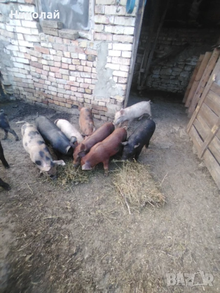 Прасенца на 60 дни, снимка 1