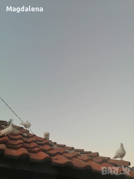 Продавам пощенски гълъби, снимка 1