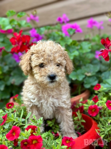 Пудел той , снимка 1