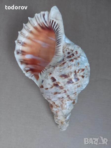 Раковина , снимка 1