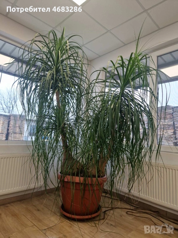 Нолина , снимка 1