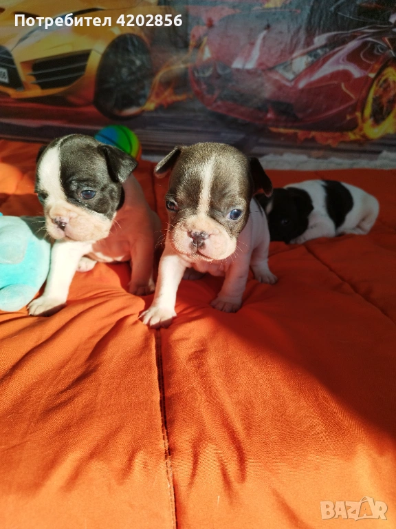 Френски булдог бебета , снимка 1