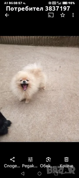 мъжки на 2 години , снимка 1