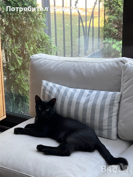 Подаряваме черен котарак, котка, снимка 1