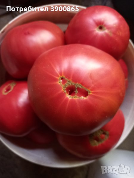 Семе розови домати , снимка 1