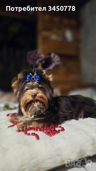 мини шоколадов йоркшир, снимка 1