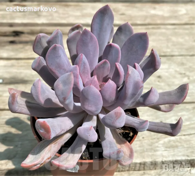 Graptoveria ‘Lilac spoons’, снимка 1
