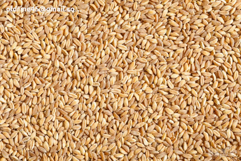 качествена пшеница, снимка 1