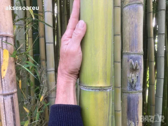 100 Семена от гигантски бамбук Moso Bambo градински горски декоративни растения за дома и двора бамб, снимка 7 - Сортови семена и луковици - 49827507