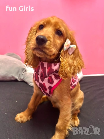 Кокер шпаньол