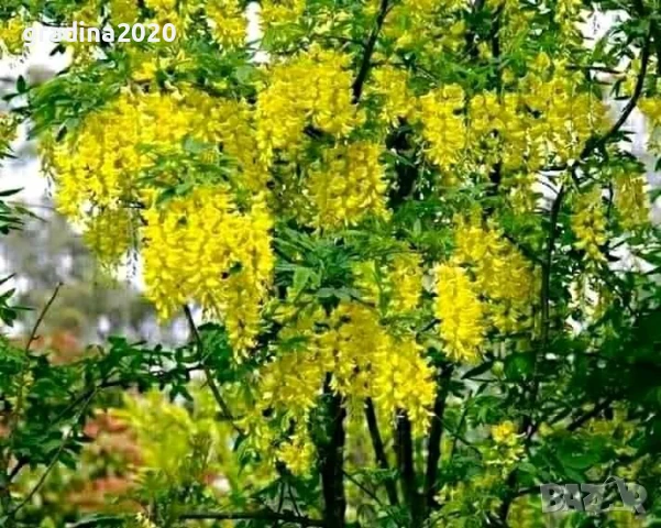 Златен дъжд - Laburnum wat.Vossii, снимка 2 - Разсади - 50568425