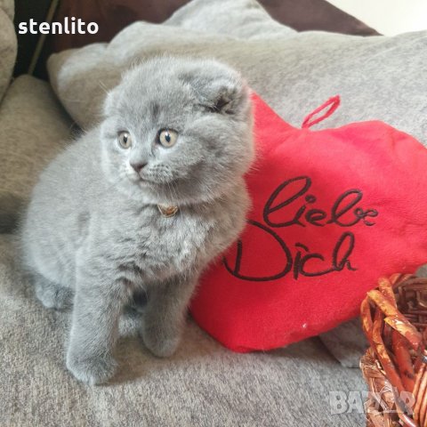 Шотландски клепоухи котета на 2 месеца, снимка 15 - Британска късокосместа - 32740637