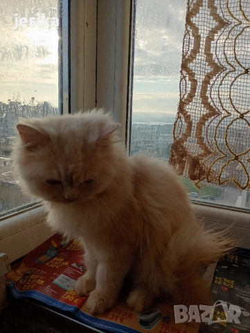 персийски на 4месеца , снимка 7 - Персийска - 52840492