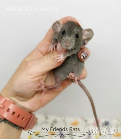 Декоративни плъхчета , снимка 13 - Други - 37326095