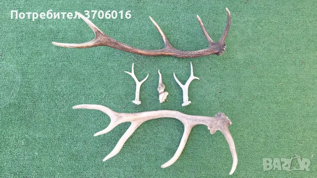 Рога-еленски и от сръндак