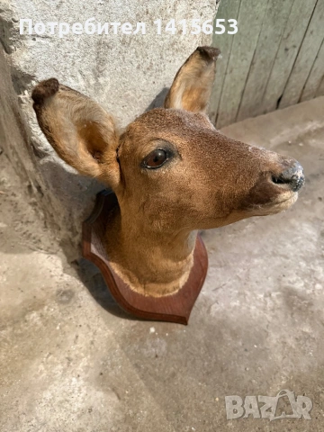 Продавам препариран сръндак, снимка 2 - Декорация за дома - 53608794