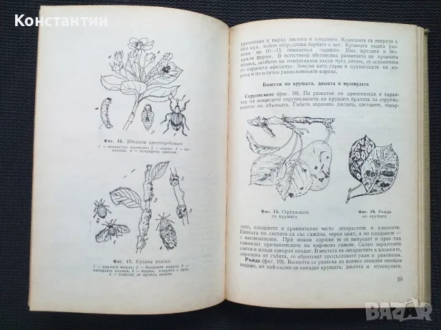Календар на овощаря, снимка 2 - Специализирана литература - 50051065