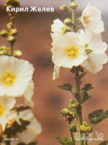 Старо календарче серия ЦВЕТЯ много красиво за КОЛЕКЦИЯ ДЕКОРАЦИЯ 31443, снимка 2 - Колекции - 51223946