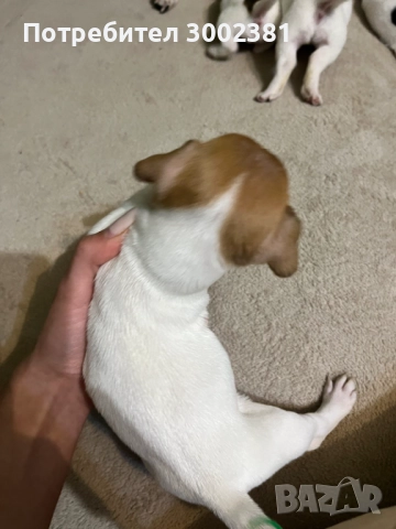 Джак Ръсел териер, снимка 5 - Джак ръсел териер - 52887126