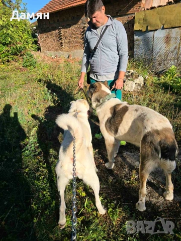 Алабай, снимка 9 - Алабай - 53130493