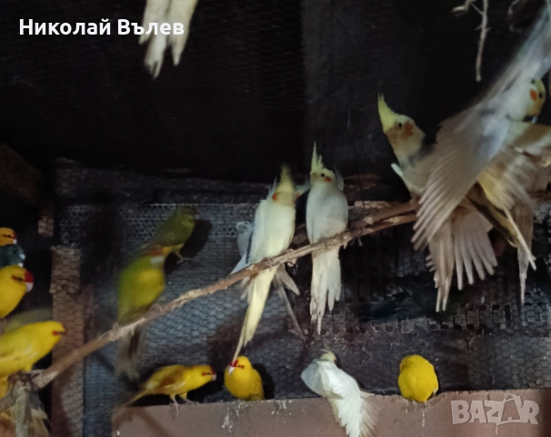 Какарикита , снимка 4 - Папагали - 52822909