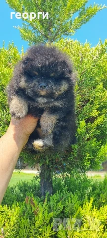померан, снимка 6 - Померан - 50784620
