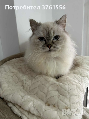 Персийско женско коте , снимка 7 - Персийска - 53438324