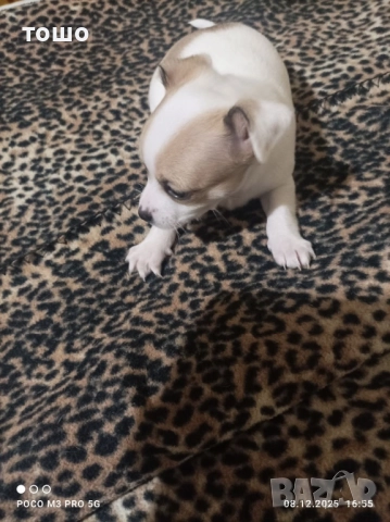 Сладки чихупинчери, снимка 2 - Чихуахуа - 52739986