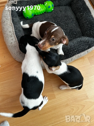 ДЖАК РЪСЕЛ-МОМИЧЕ 250ЛВ 2410251857, снимка 3 - Джак ръсел териер - 52170710